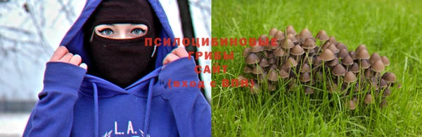 PSILOCYBIN Алексеевка